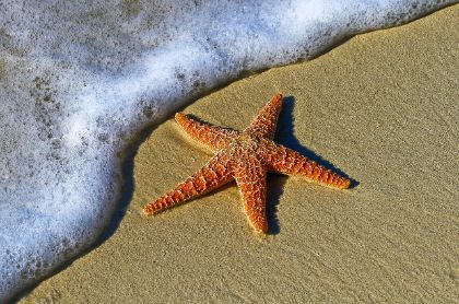 Un'estate al mare Un'estate al mare